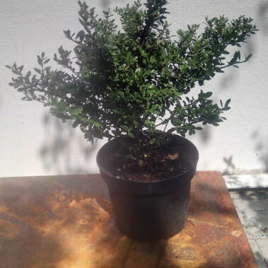 Solitair planten
