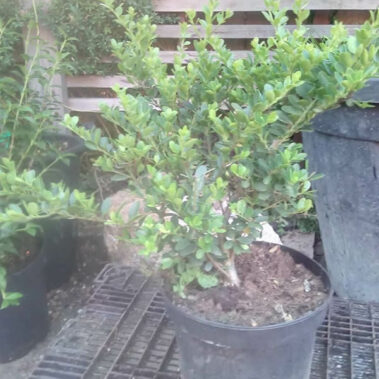 Solitair planten