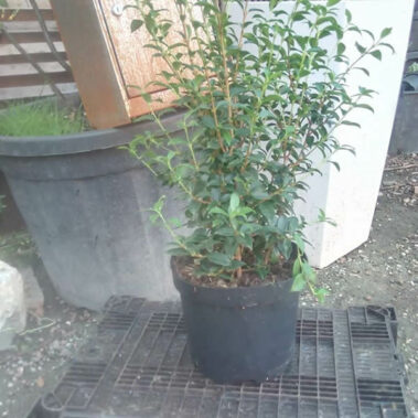 Solitair planten